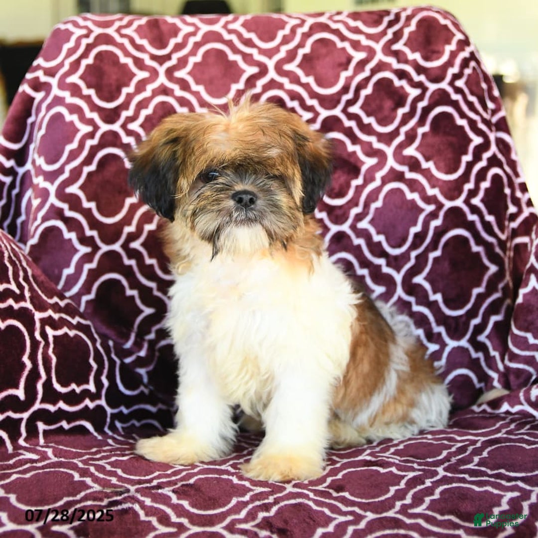 Shih Tzu dogs for sale: Scott - Image 6