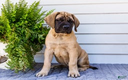 English Mastiff dogs for sale: Horace - Image 14