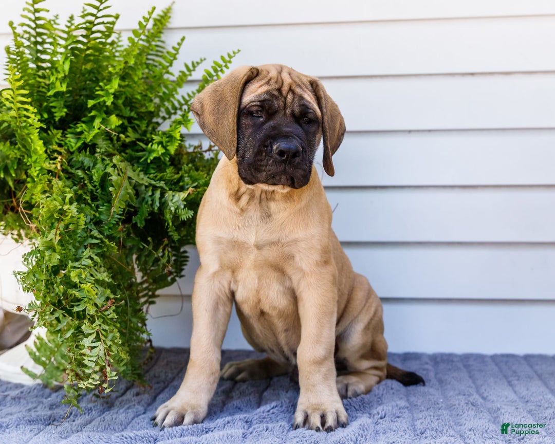 English Mastiff dogs for sale: Horace - Image 14