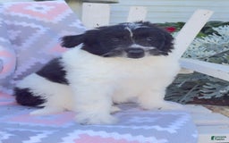Miniature Poodle dogs for sale: Baxter - Image 1