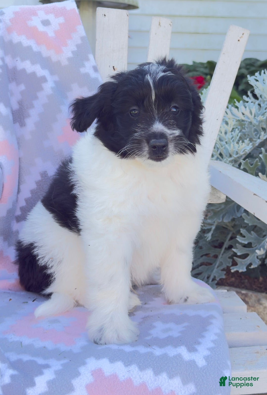Miniature Poodle dogs for sale: Baxter - Image 1