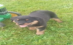 Rottweiler dogs for sale: Penny - Image 4