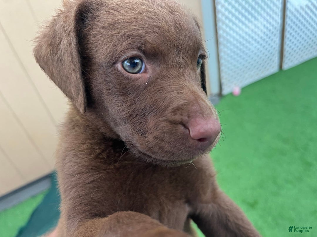 Chesapeake Bay Retriever dogs for sale: Female Yellow Collar - Image 2