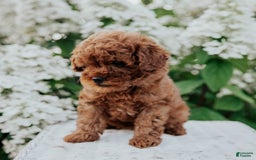 Mini Goldendoodle dogs for sale: Chloe - Image 3