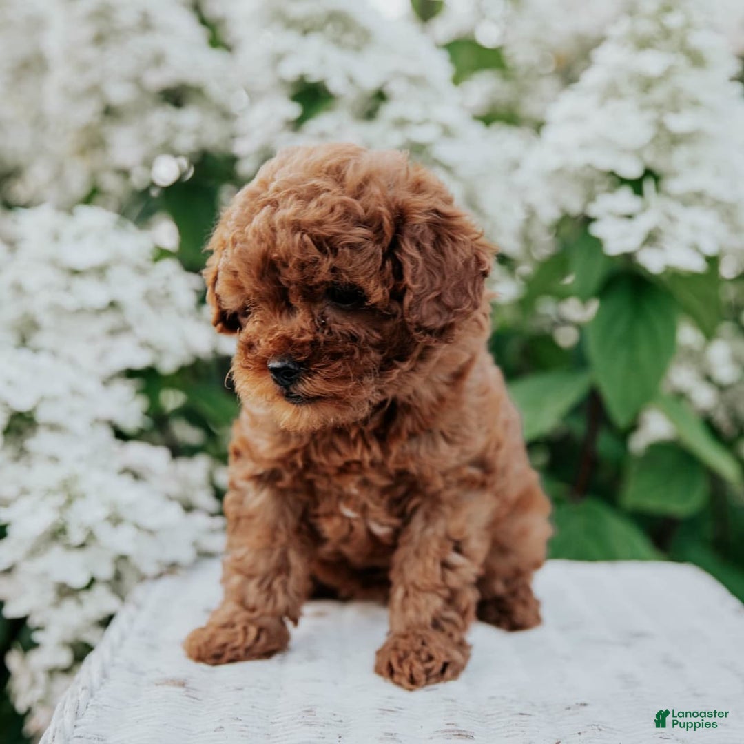 Mini Goldendoodle dogs for sale: Chloe - Image 3