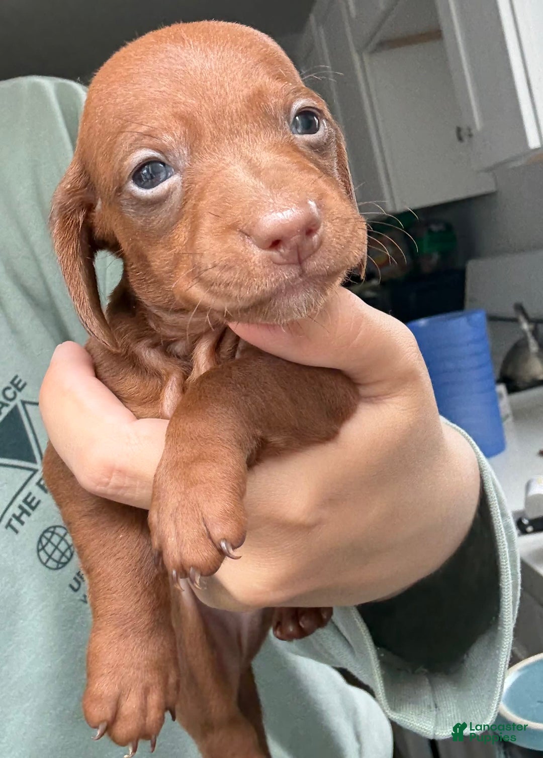 Miniature Dachshund dogs for sale: Otto - Image 5