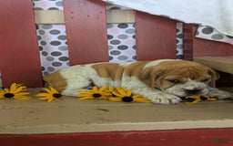 Beabull dogs for sale: Charlie - Image 2