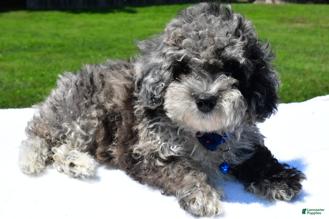 Miniature Poodle dogs for sale: Jethro - Image 1
