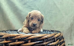 Cavapoo dogs for sale: Rex - Image 10