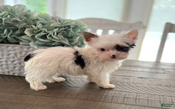 Yorkshire Terrier dogs for sale: Daniel - Image 18