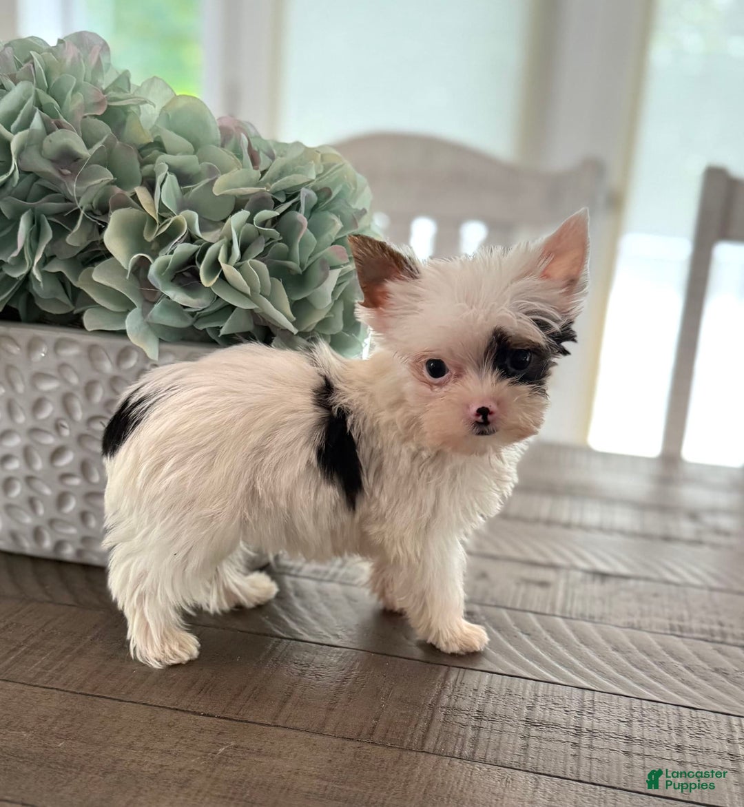 Yorkshire Terrier dogs for sale: Daniel - Image 18