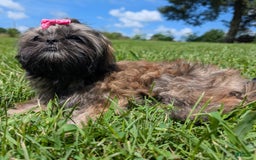 Shih Tzu dogs for sale: Arwen - Image 11