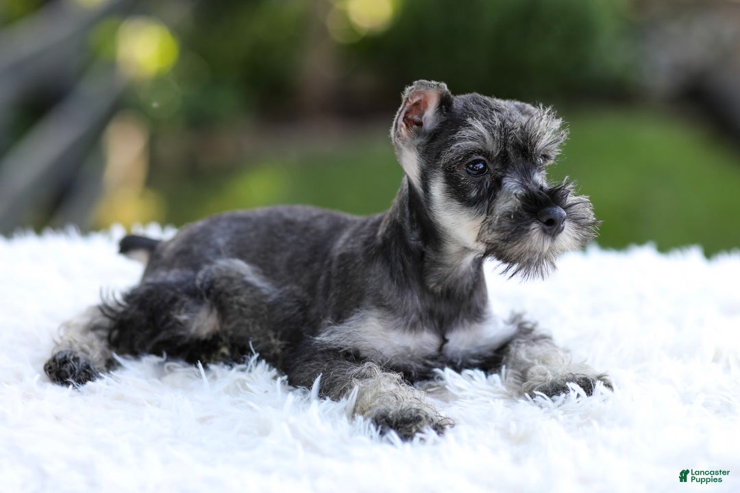 Miniature Schnauzer dogs for sale: Asher - Image 8