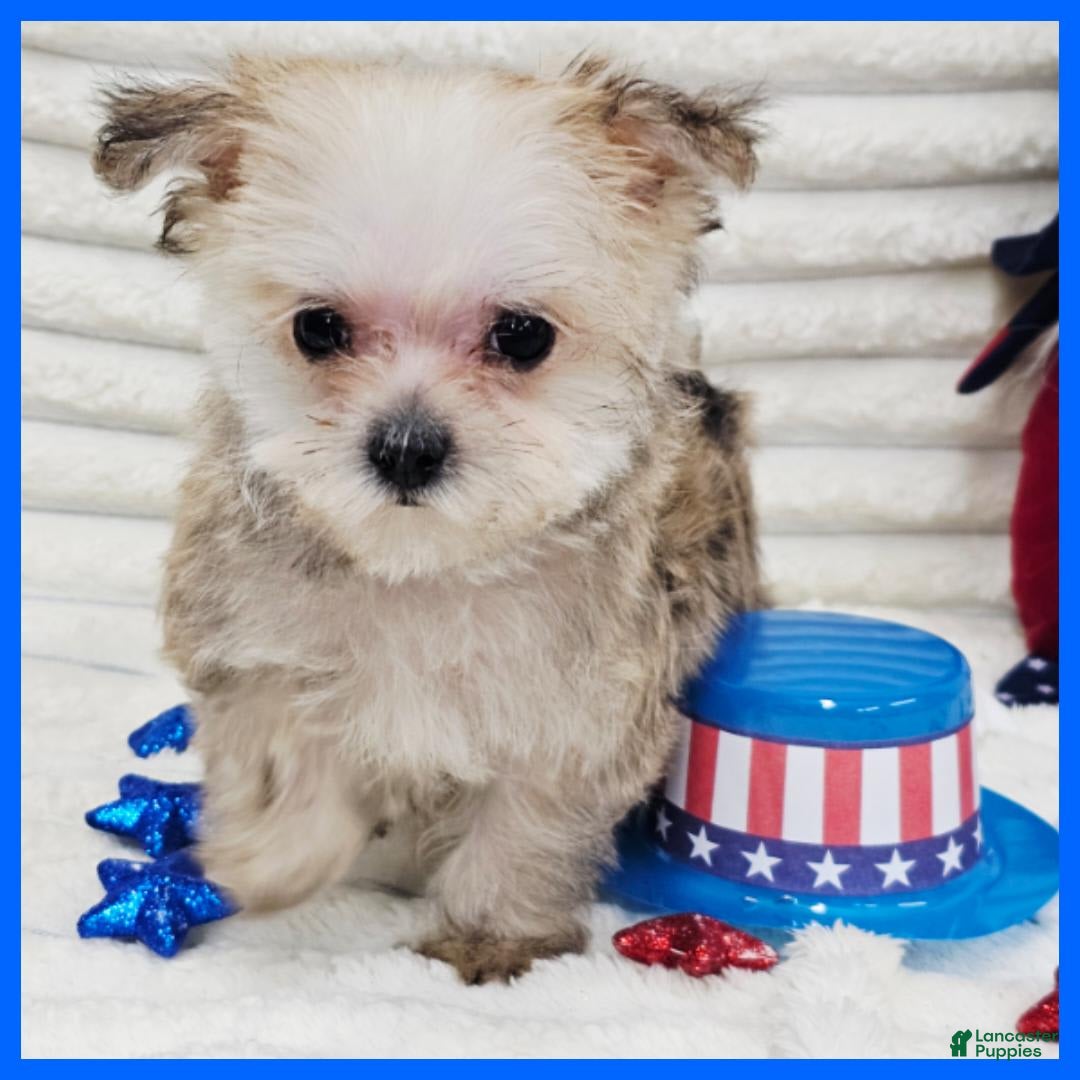 Morkie dogs for sale: Copper - Image 1