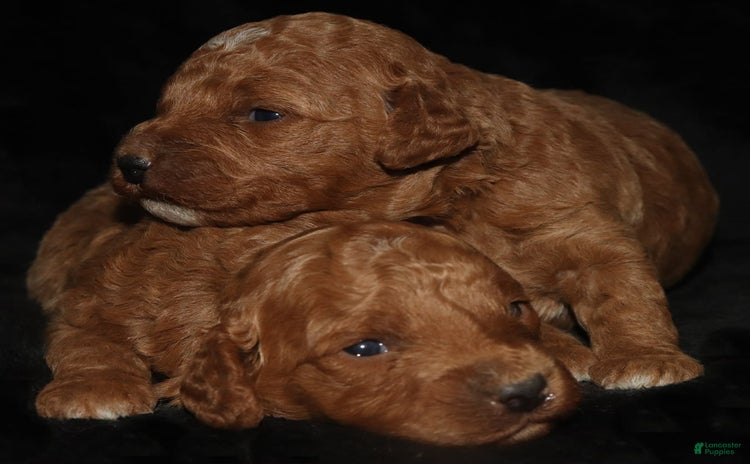 Goldendoodle dogs for sale - Ad 3