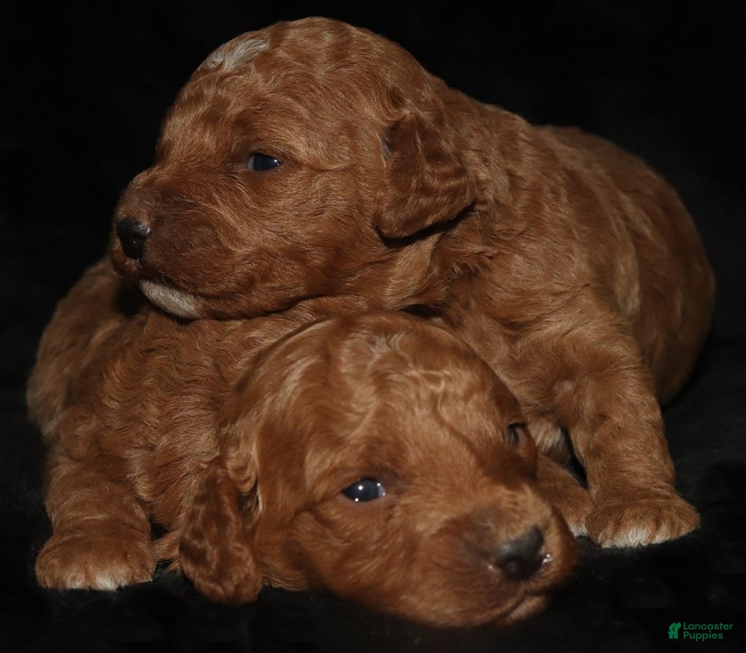 Goldendoodle dogs for sale: Lila Male 2 - Image 1