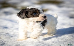 Cavapoo dogs for sale: Timon - Image 15