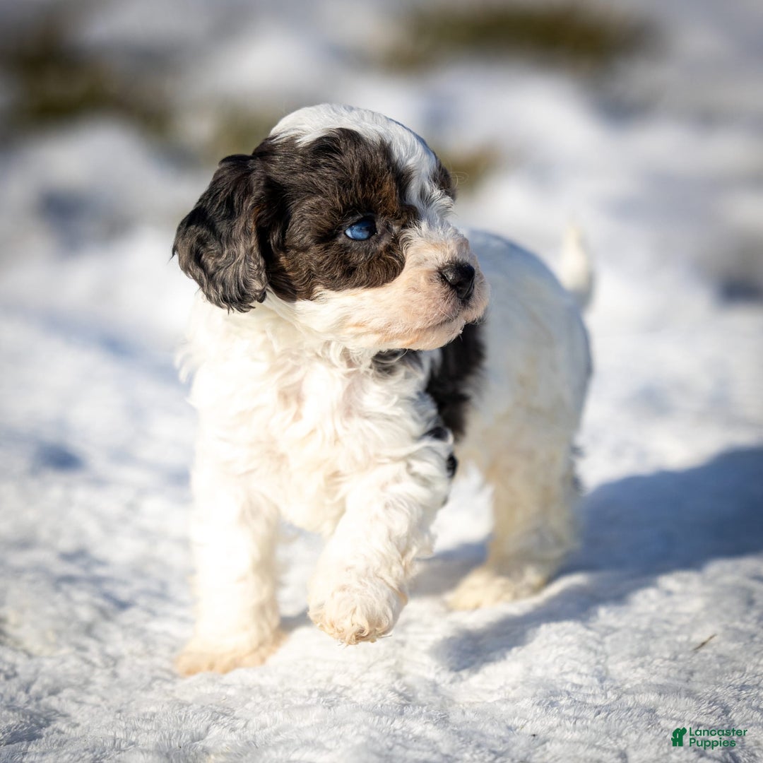 Cavapoo dogs for sale: Timon - Image 15