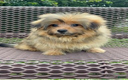 Yorkshire Terrier dogs for sale: Berry - Image 7