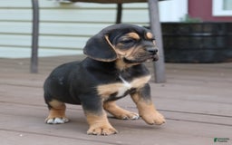 Beabull dogs for sale: Hadley - Image 10