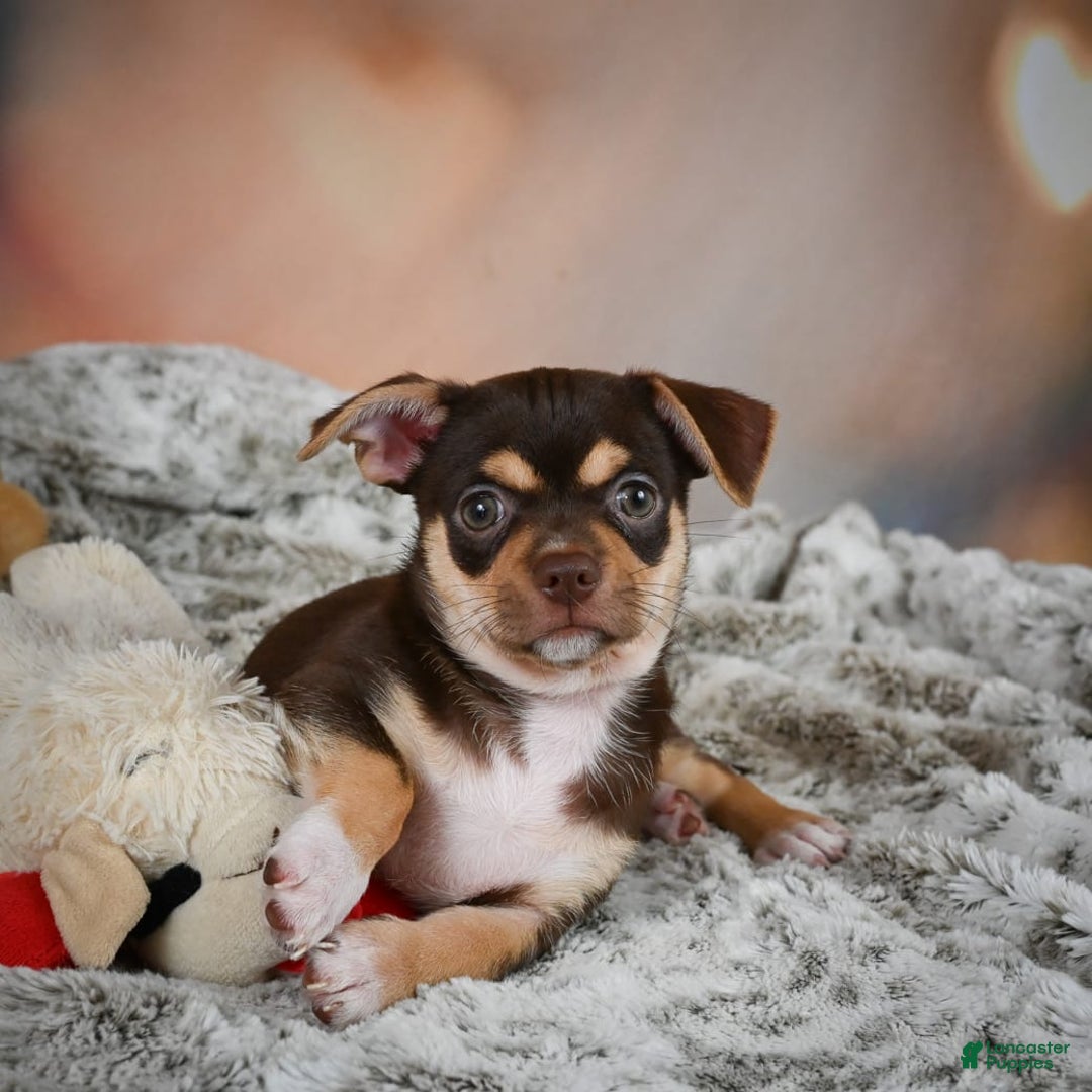 Chihuahua dogs for sale: Ollie - Image 2