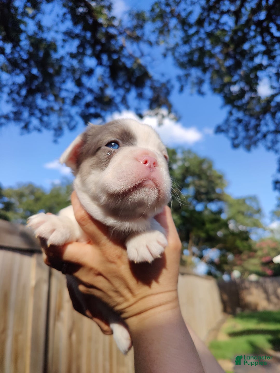 French Bulldog dogs for sale: Patch - Image 8