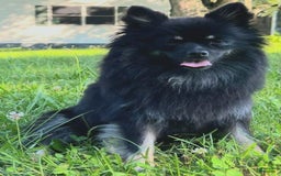 Pomeranian dogs for sale: Remi - Image 10