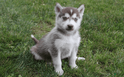Siberian Husky dogs for sale: Reno - Image 1