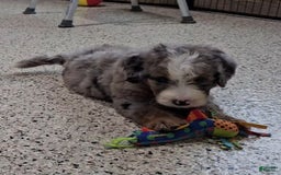 Mini Bernedoodle dogs for sale: Laker - Image 6