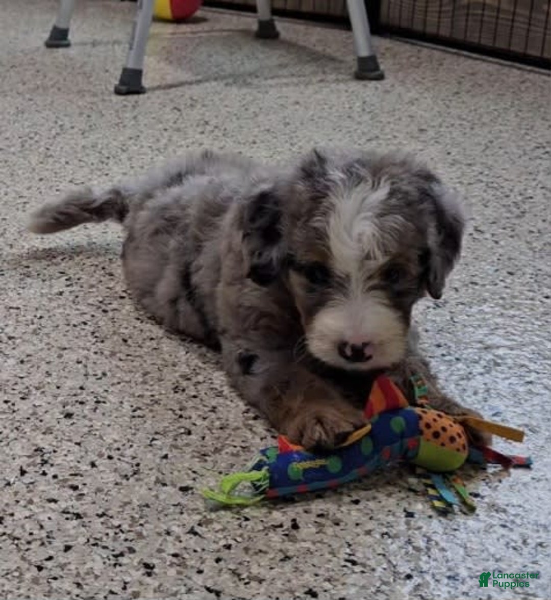 Mini Bernedoodle dogs for sale: Laker - Image 6