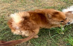 Pomeranian dogs for sale: Abbigail - Image 19