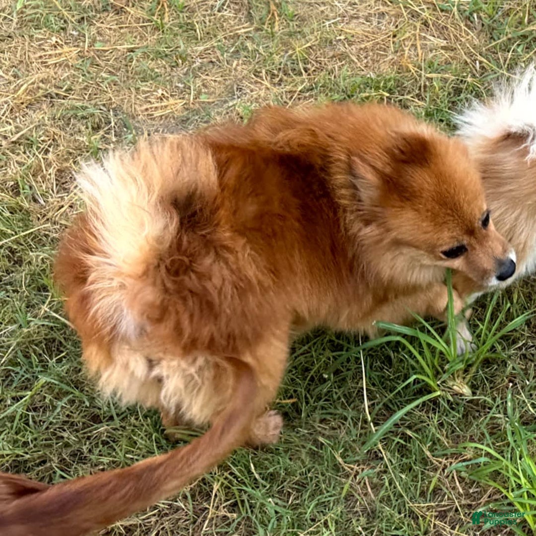 Pomeranian dogs for sale: Abbigail - Image 19