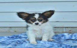 Papillon dogs for sale: Missy - Image 4