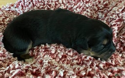 Australian Shepherd dogs for sale: Billy The Kid - Image 1