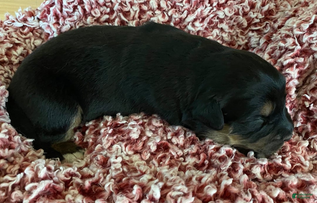 Australian Shepherd dogs for sale: Billy The Kid - Image 1