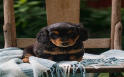 Miniature Dachshund dogs for sale: Dana - Image 1
