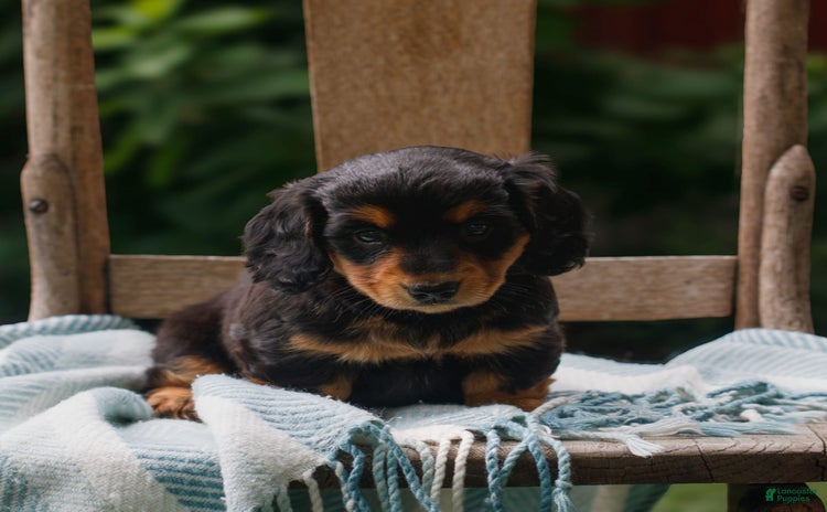 Miniature Dachshund dogs for sale - Ad 1