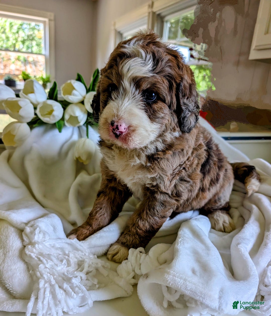 Bernedoodle dogs for sale: Dolly - Image 1