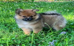 Pomeranian dogs for sale: Andi - Image 7