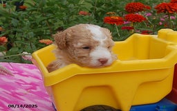 Toy Poodle dogs for sale: Toy Poodle 5 puppies - Image 4