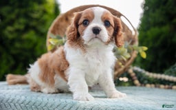 Cavalier King Charles Spaniel dogs for sale: Payton - Image 2
