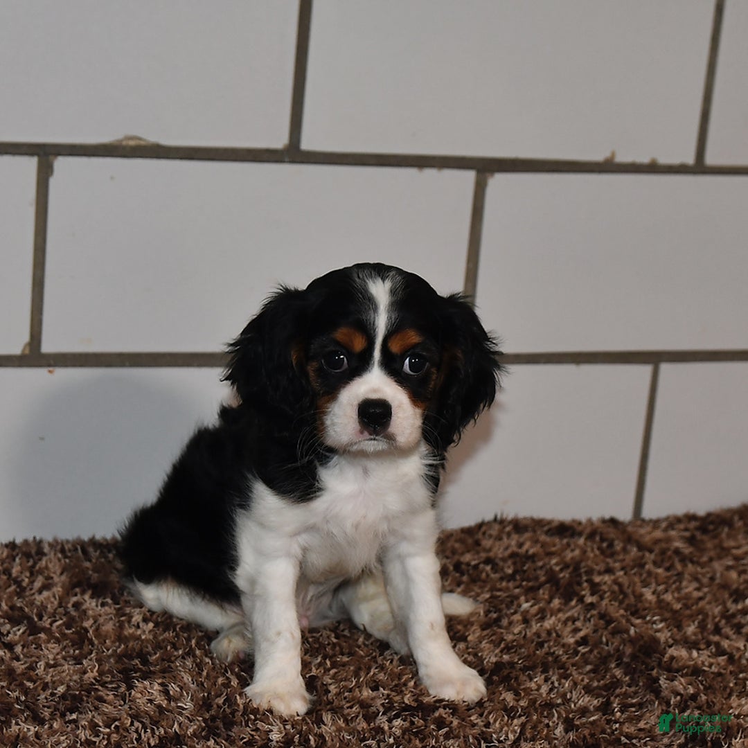 Cavalier King Charles Spaniel dogs for sale: Jackson - Image 2