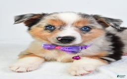 Miniature Australian Shepherd dogs for sale: Sky - Image 1