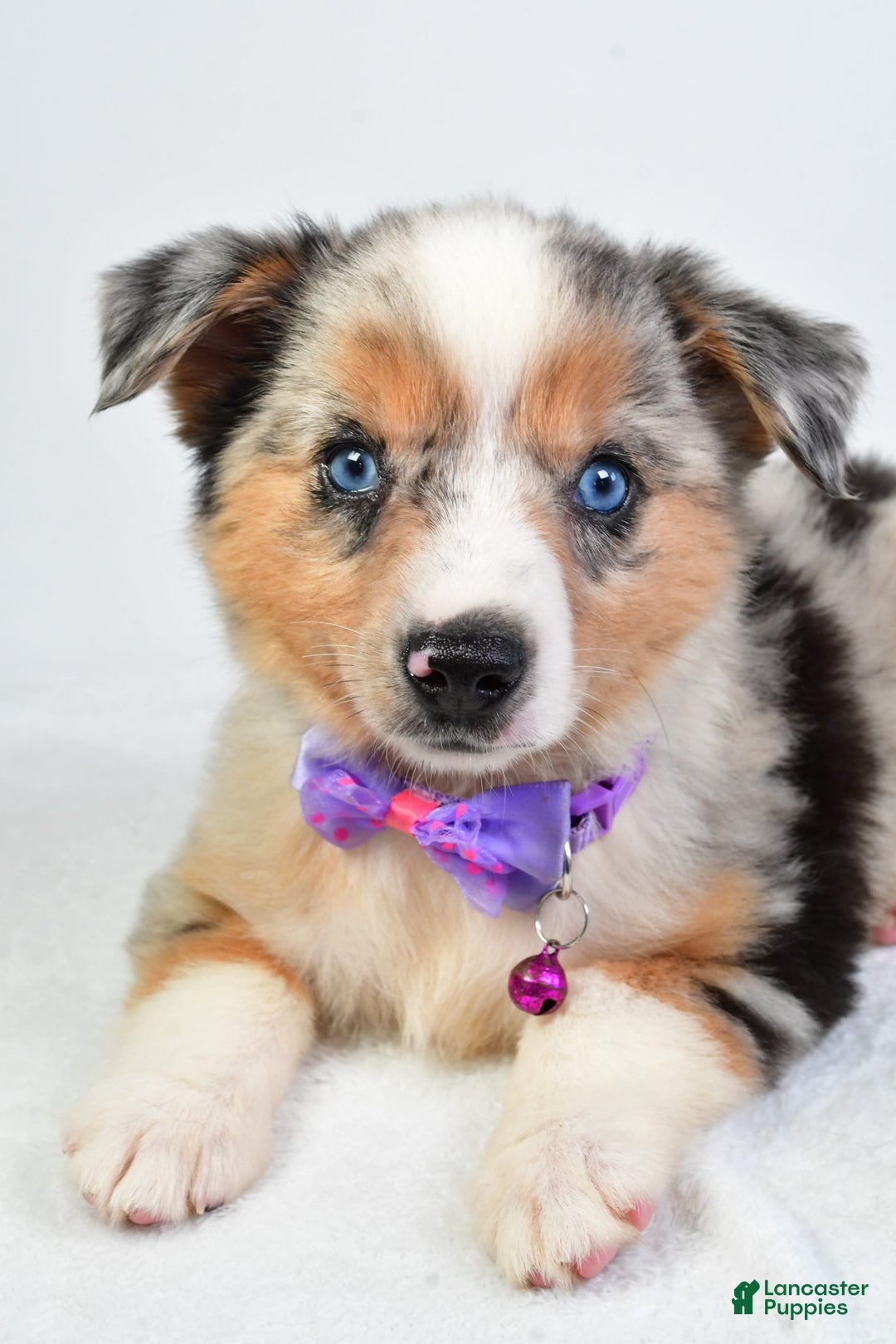 Miniature Australian Shepherd dogs for sale: Sky - Image 1