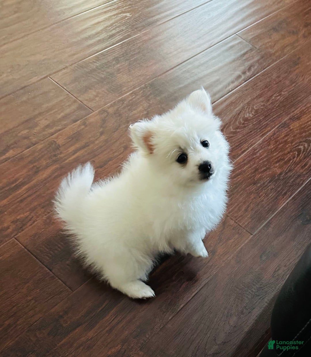 Pomeranian dogs for sale: White - Image 1