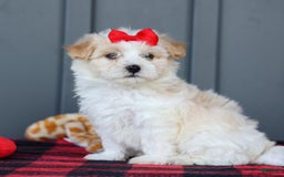 Maltipoo dogs for sale: Rubble - Image 8