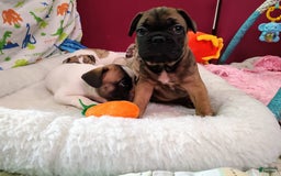 French Bulldog dogs for sale: Apollo Akc 🐾 - Image 23