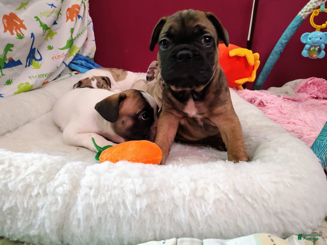 French Bulldog dogs for sale: Apollo Akc 🐾 - Image 23