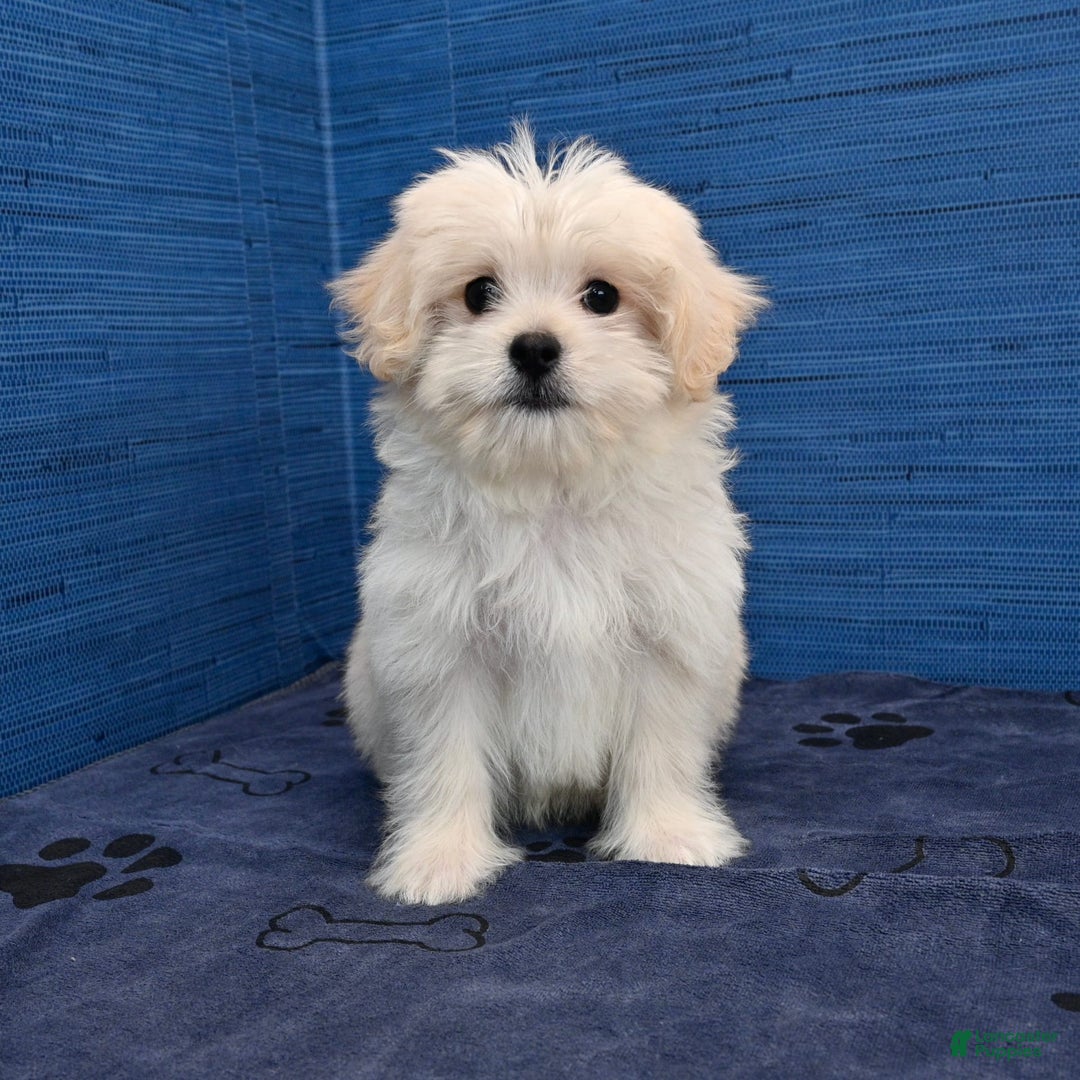 Shihpoo dogs for sale: Cedric - Image 7