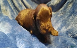 Miniature Schnauzer dogs for sale: Boy1 - Image 12